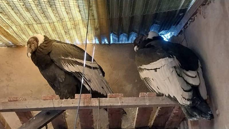 Cóndores andinos recuperan de forma favorable. Cóndores andinos recuperan de forma favorable.