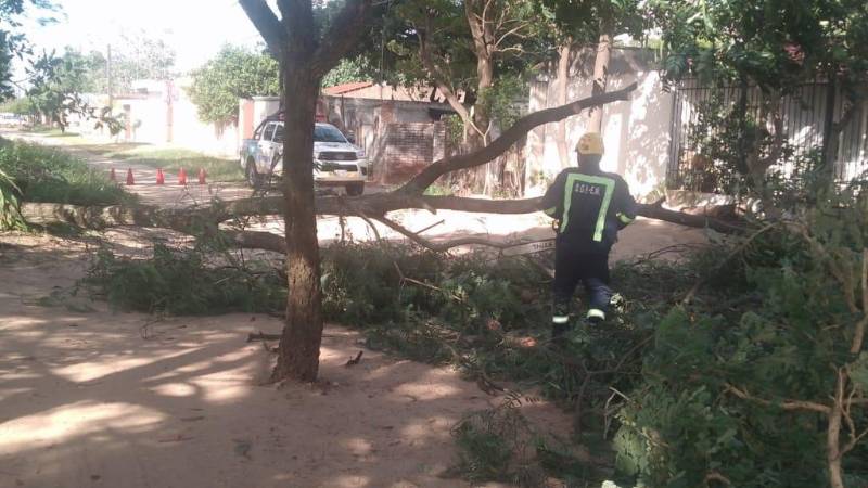 Los arboles impidieron el paso vehicular en algunas vías. Los arboles impidieron el paso vehicular en algunas vías.
