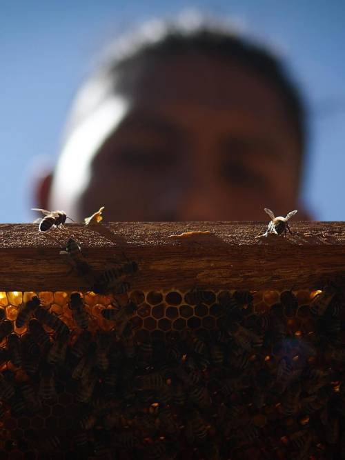 El 20 de mayo es el Día Mundial de las Abejas El 20 de mayo es el Día Mundial de las Abejas