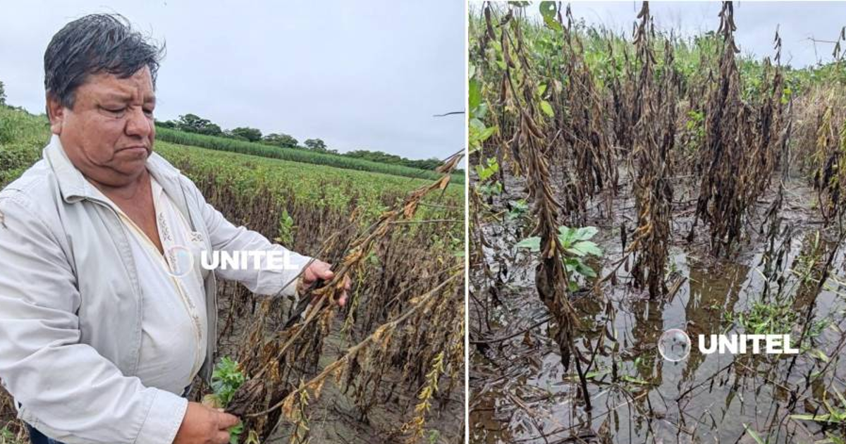 Productores de soya en alerta por la crecida de ríos en Santa Cruz