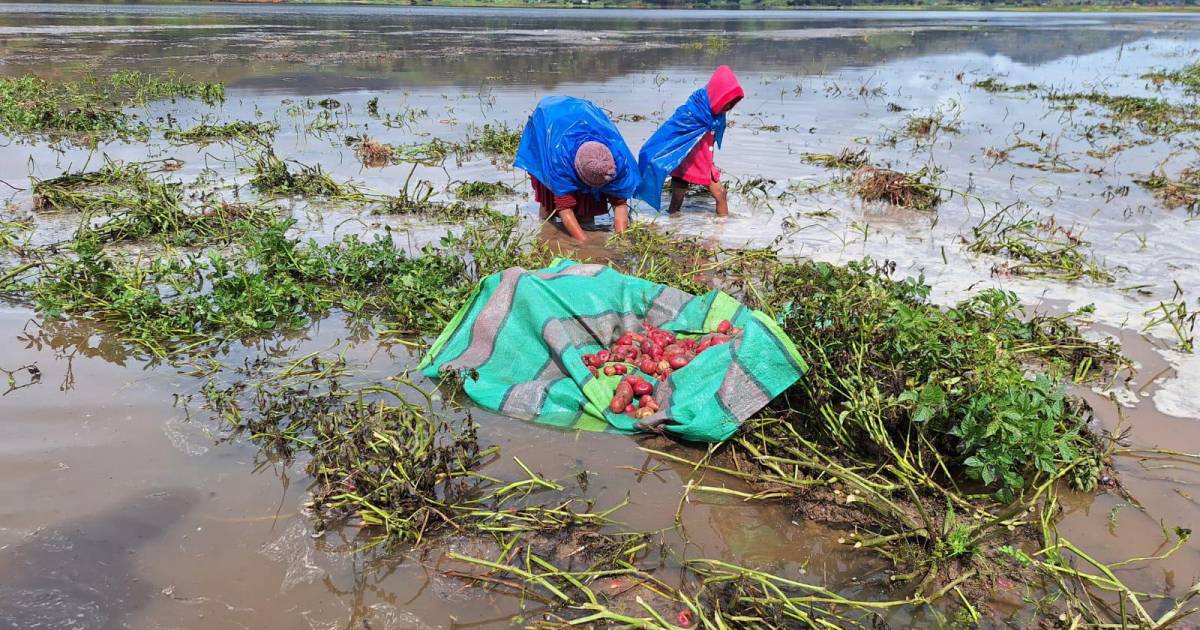 Cultivos en Colomi se ven afectados por el desborde de ríos y la