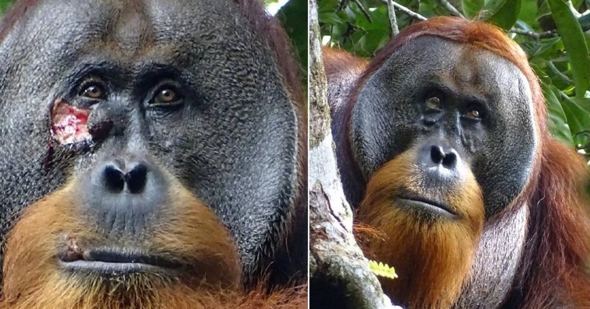 Un Orangut N Se Cur Una Herida Con Un Ung Ento Que El Mismo Produjo A