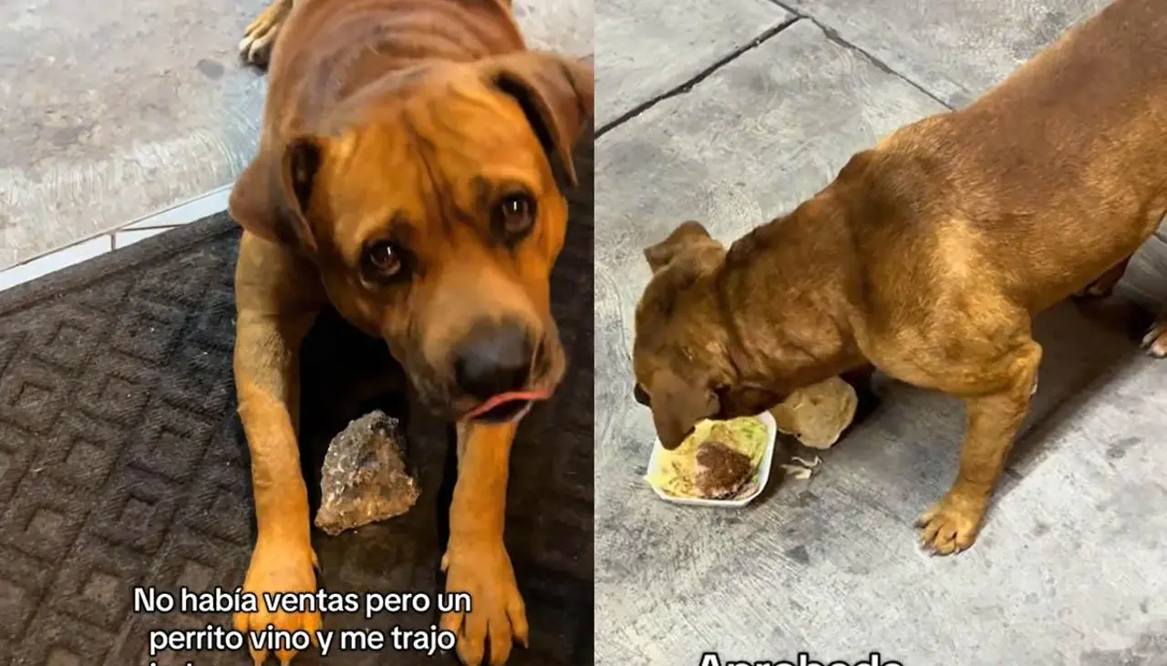 Videos: Un perrito callejero “paga” con piedras las hamburguesas que recibe Videos: Un perrito callejero “paga” con piedras las hamburguesas que recibe