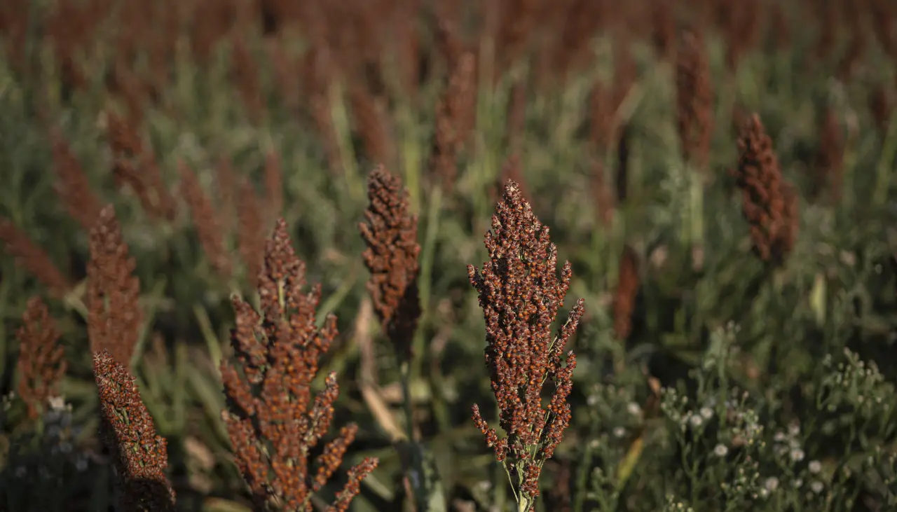 19 empresas se perfilan para exportar sorgo a China, según la Cadex 19 empresas se perfilan para exportar sorgo a China, según la Cadex