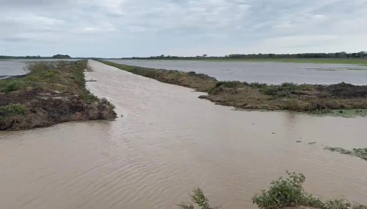 Inundaciones y falta de diésel ponen en jaque la siembra arrocera en Beni Inundaciones y falta de diésel ponen en jaque la siembra arrocera en Beni