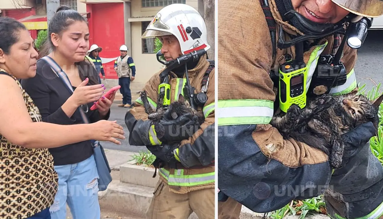 Un gatito fue rescatado en medio del incendio de una vivienda; tenía quemaduras y afectaciones por el humo Un gatito fue rescatado en medio del incendio de una vivienda; tenía quemaduras y afectaciones por el humo