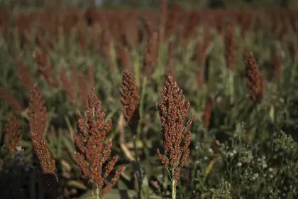 19 empresas se perfilan para exportar sorgo a China, según la Cadex 19 empresas se perfilan para exportar sorgo a China, según la Cadex