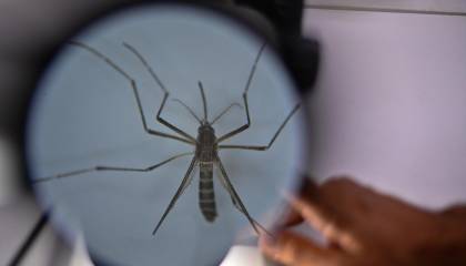 Alerta amarilla en zona central de Chile por presencia del mosquito transmisor del dengue