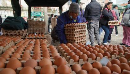 El Alto: Sube el precio del huevo, pollo y la arroba de locoto por las bajas temperaturas