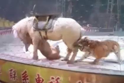 Video: un tigre y un león atacan ferozmente a un caballo en el ensayo de un circo chino 