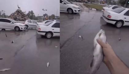 Video: “Lluvia de peces” sorprendió a habitantes de una ciudad en Irán 