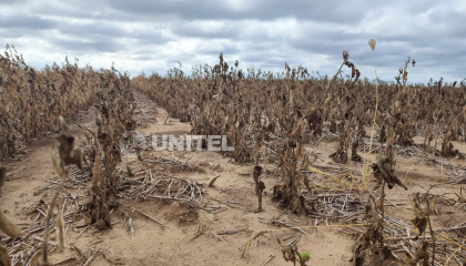Emiten declaratoria de desastre en San Juan de Yapacaní y cientos de productores pierden su producción