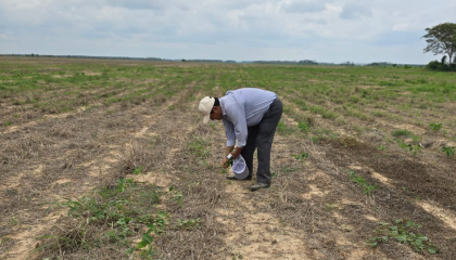 Sequía causa estragos en tres municipios cruceños, algunos productores perdieron el 99% de sus cultivos