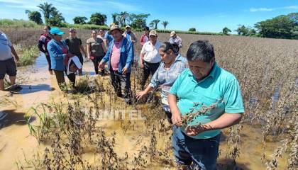 Productores de Fernández Alonso pierden casi 8.000 hectáreas de soya a causa de los estragos de la lluvia