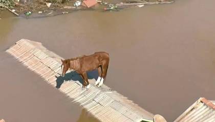Un caballo se queda en el techo de una casa en medio de las inundaciones en Brasil 