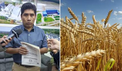 El Gobierno baja el precio base de la tonelada de trigo y lo fija en $us 347,45 para este 2024
