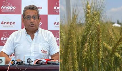 Precio base de la tonelada de trigo no es un incentivo para los productores, según Anapo