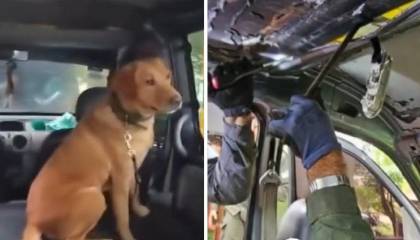 Un perro detecta droga escondida en el techo de un auto que intentaba ingresar desde Bolivia a Argentina