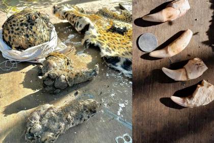 Cuatro colmillos de un jaguar, tres patas y su piel fueron rescatados cerca de un campamento de Sinohydro, dice la Gobernación de Cochabamba
