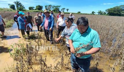 Productores de Fernández Alonso pierden casi 8.000 hectáreas de soya a causa de los estragos de la lluvia