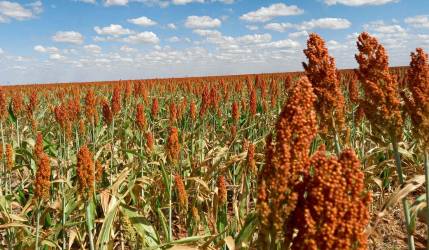 Ante previsiones a la baja de la producción de maíz, el sorgo asoma como alternativa
