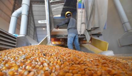 Caída de la producción de maíz en Argentina preocupa a los productores en Bolivia