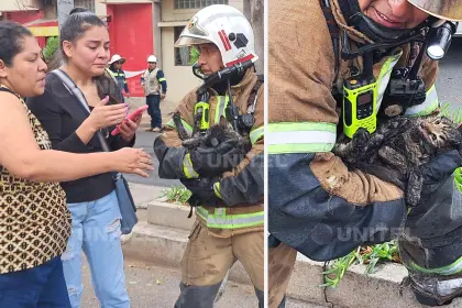 Un gatito fue rescatado en medio del incendio de una vivienda; tenía quemaduras y afectaciones por el humo Un gatito fue rescatado en medio del incendio de una vivienda; tenía quemaduras y afectaciones por el humo