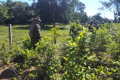 Reforestan el Parque Nacional Amboró tras ser declarado libre de cultivos de coca