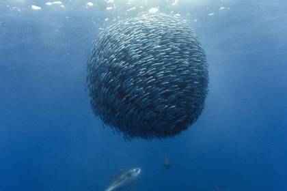 El impactante video cuando una fotógrafa es rodeada por miles de sardinas en el mar