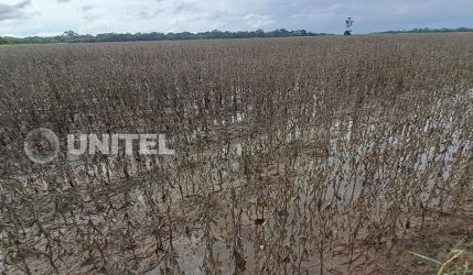 Lluvias golpean a agricultores de 30 comunidades de Guarayos que claman por ayuda a las autoridades