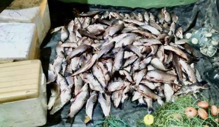Sucre: Decomisan más de 400 kilos de pescado de contrabando proveniente de Argentina 