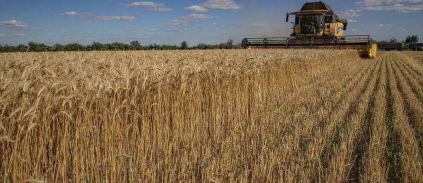 El precio del trigo se dispara y alcanza su cotización más alta desde agosto de 2023