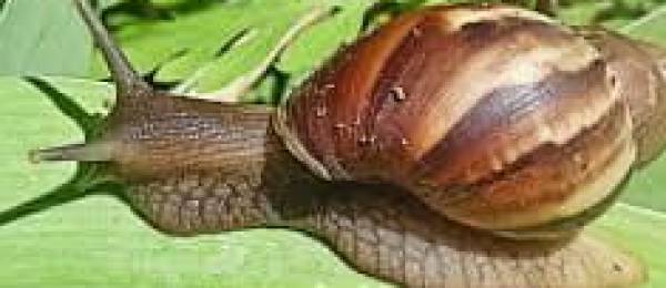 Recolectan dos toneladas de caracol africano, considerado una amenaza a la producción de cítricos en el trópico de Cochabamba