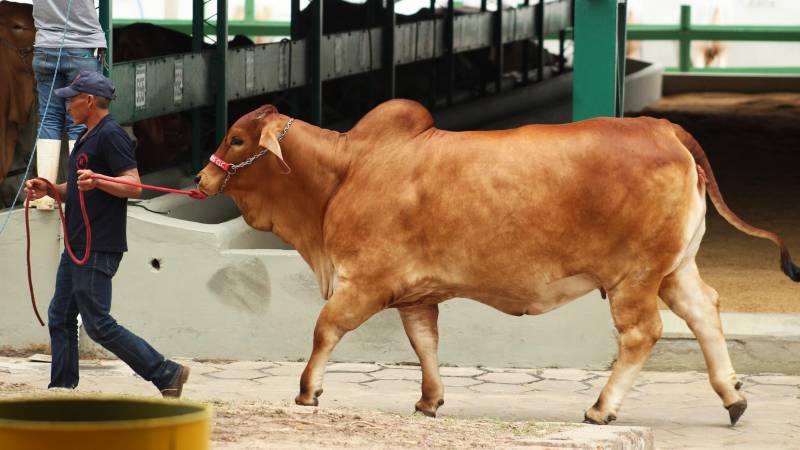 La cifra de animales participantes creció un 22%, respecto a la anterior versión de Expocruz La cifra de animales participantes creció un 22%, respecto a la anterior versión de Expocruz