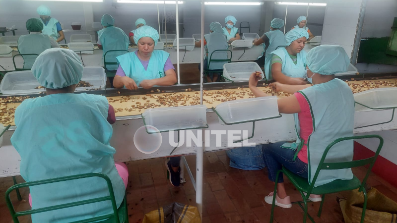 El 70% de la fuerza laboral en la industria de la castaña son mujeres El 70% de la fuerza laboral en la industria de la castaña son mujeres