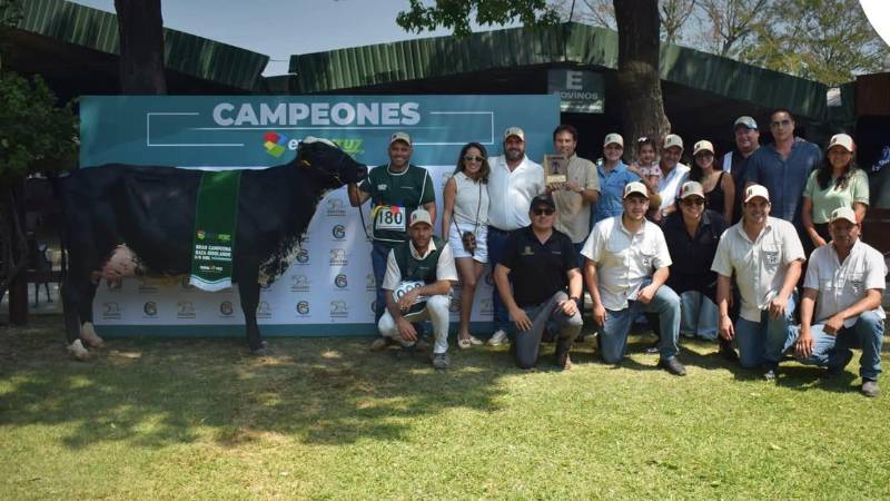 Además de ser la vaca más lechera de la feria, Catalina FIV de Grupos Rojas también destacó en la pista de juzgamiento. Además de ser la vaca más lechera de la feria, Catalina FIV de Grupos Rojas también destacó en la pista de juzgamiento.