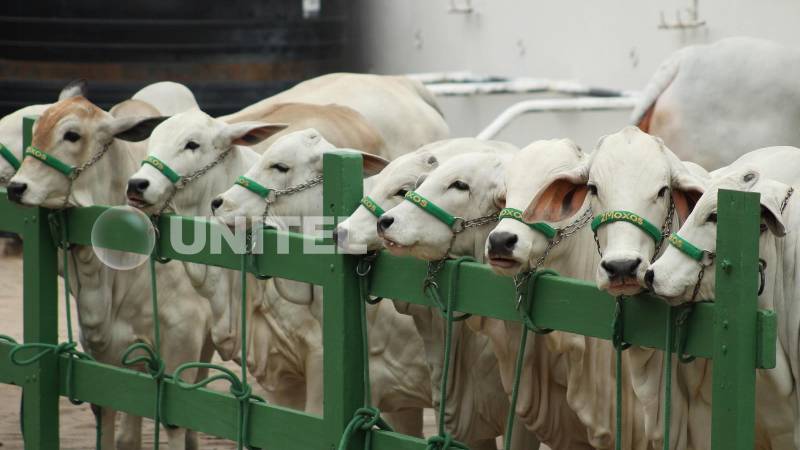Los animales irán a la balanza este domingo Los animales irán a la balanza este domingo