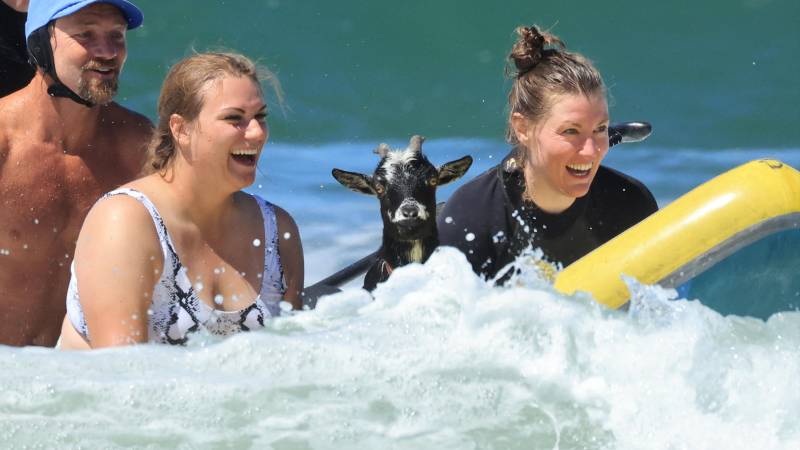 Elizabeth French y Rebekah Abern surfean con la cabra Chupacabrah. Elizabeth French y Rebekah Abern surfean con la cabra Chupacabrah.