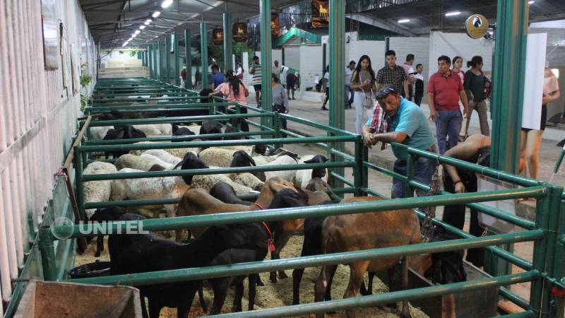 Los animales están instalados en los galpones de Expocruz Los animales están instalados en los galpones de Expocruz