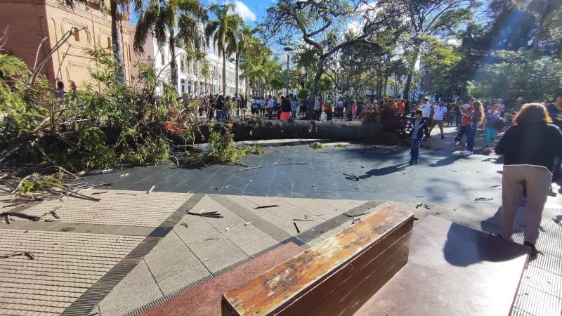 Un árbol cayó en pleno centro cruceño Un árbol cayó en pleno centro cruceño