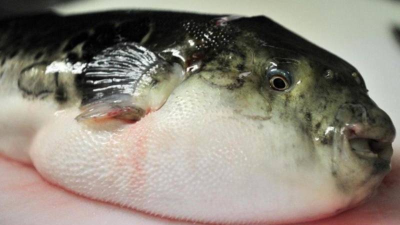 En Brasil existen 20 especies de Pez Globo En Brasil existen 20 especies de Pez Globo