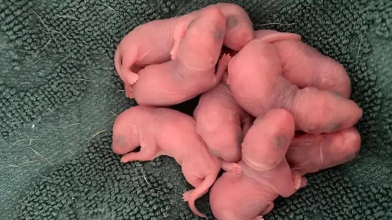 Una mujer encontró unas criaturas que veterinarios no pudieron identificar Una mujer encontró unas criaturas que veterinarios no pudieron identificar