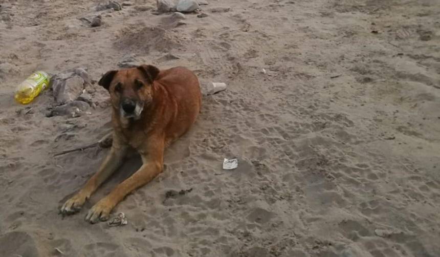 Un perro en Sucre espera debajo de un puente el regreso de la familia que lo extravió