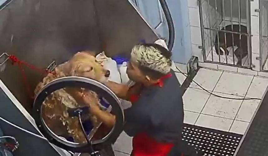 El viral y tierno momento cuando el trabajador de una veterinaria baña a un perrito