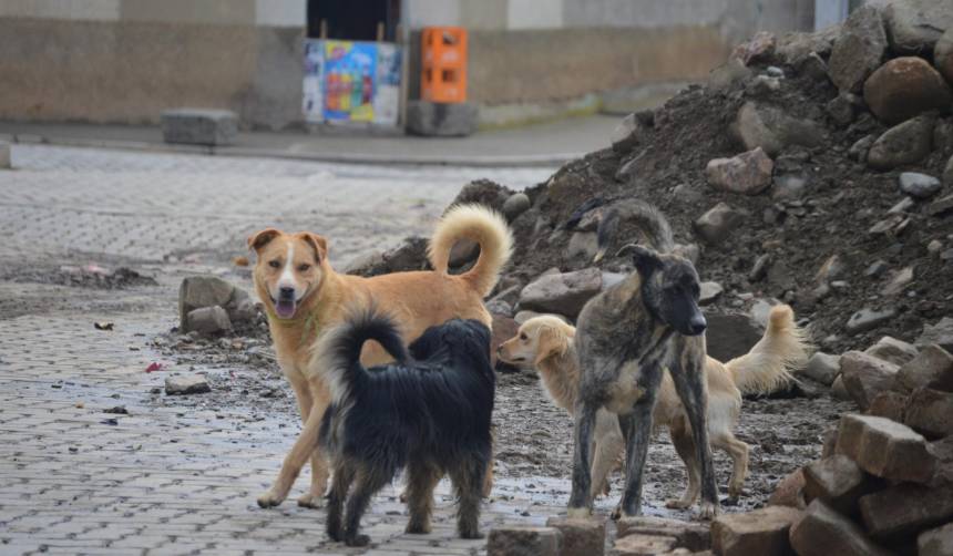 “No podemos botarlos a las calles”: Más de 60 mil perros en situación de calle viven en El Alto, según Alcaldía