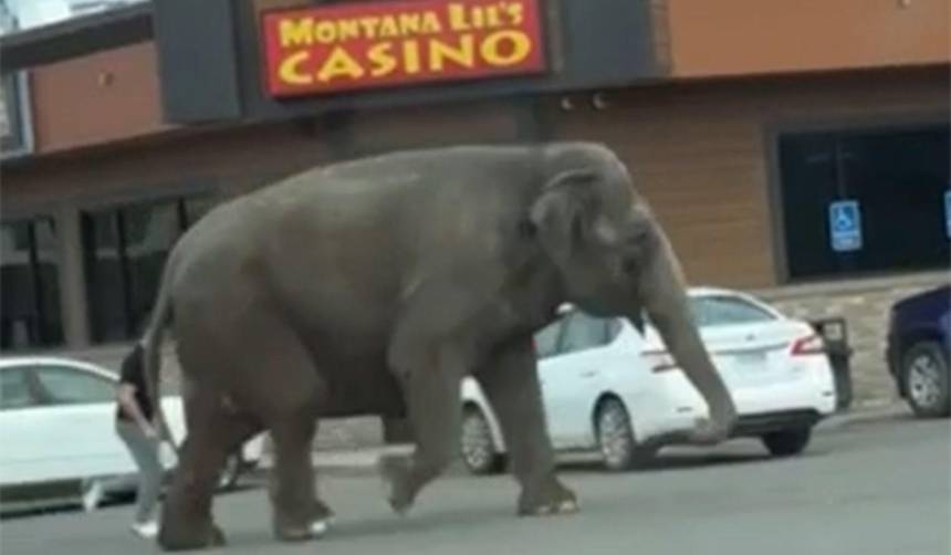Video: ¿Por qué un elefante deambulaba por las calles de Estados Unidos?