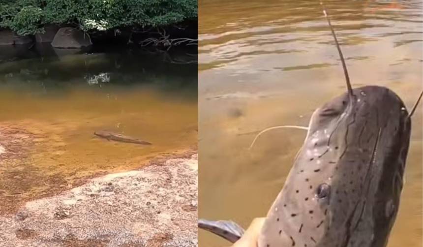 Video: Un hombre asegura que pudo atrapar a un pez con las manos porque lo sorprendió durmiendo