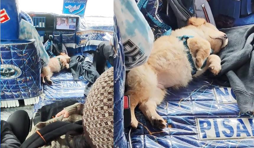 Chofer de micro enternece las redes sociales al llevar a su perrito consigo y acariciarlo 