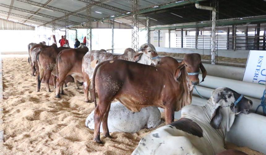 Exponorte Dinámica inicia sus actividades con el concurso de producción de leche