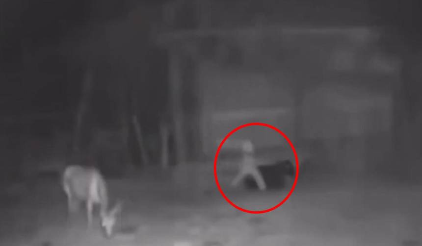 Video: Supuesta criatura paranormal acechó animales en un corral 